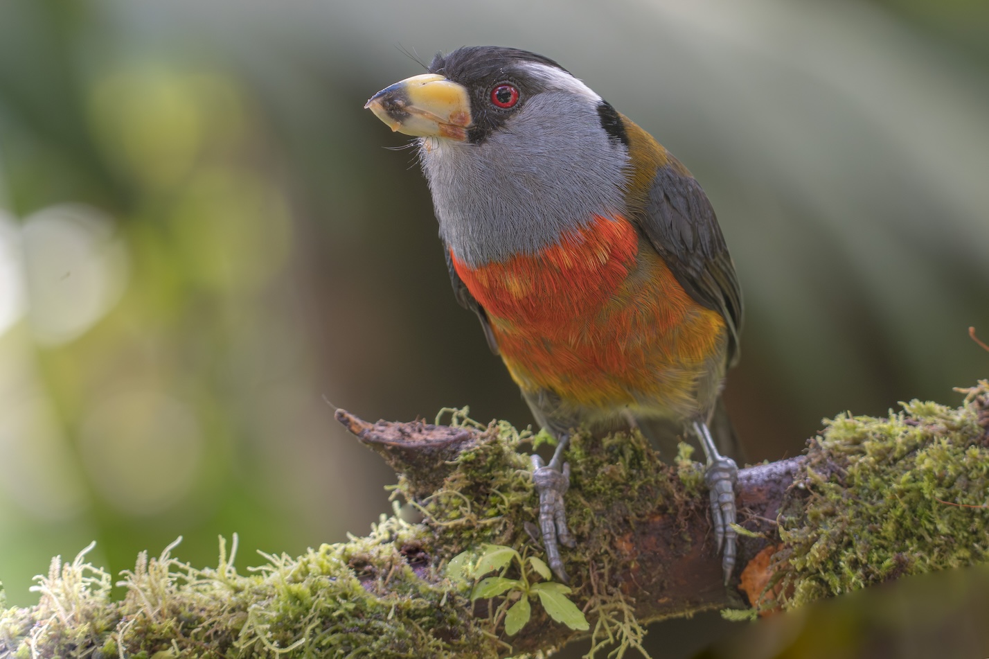 WESTERN ANDES & PACIFIC LOWLANDS COLOMBIA 7D - 6N